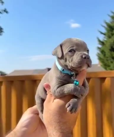 Staffordshire Bull Terrier dogs for sale: Solid Blue staffs short & stocky Type  - Video 1