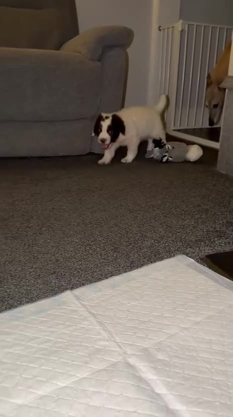 English Springer Spaniel dogs for sale: Beautiful Springer Spaniel Male  - Video 1