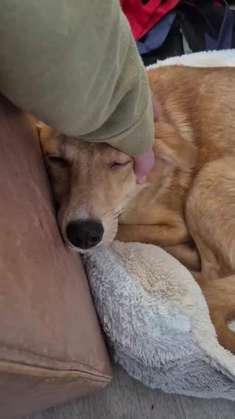 Mixed Breed dogs for adoption: 💖🐶 LESSY 🐶💖 - Video 1