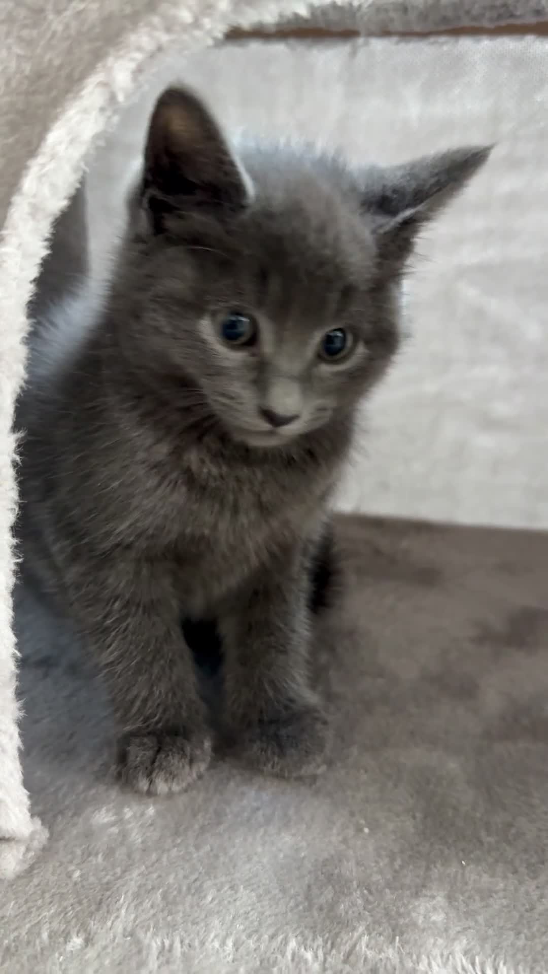 Russian Blue cats for sale: Affectionate Russian Blue kitten  - Video 1