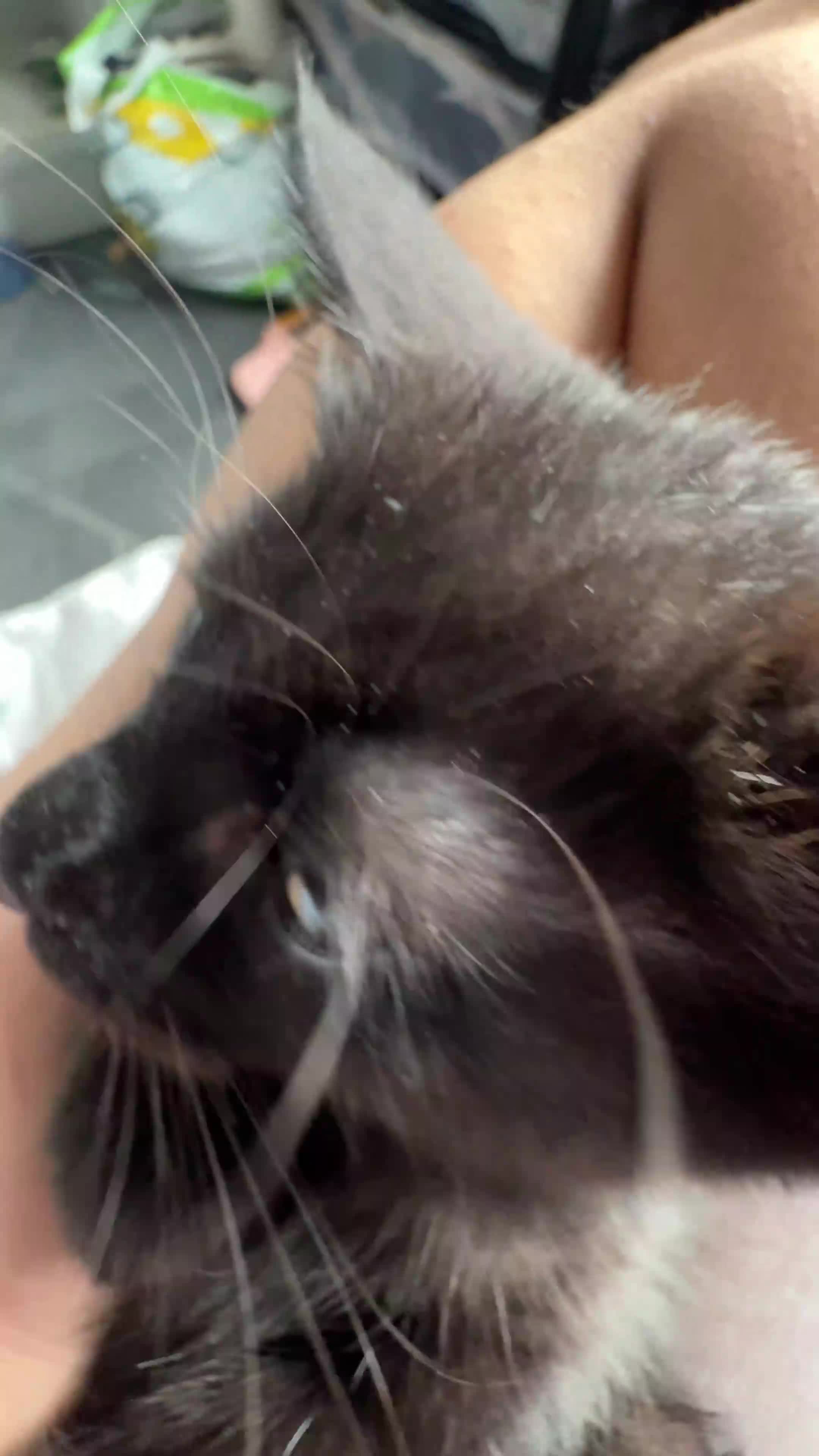 Ojos Azules cats for sale: 8 week kitten in Salford - Video 2