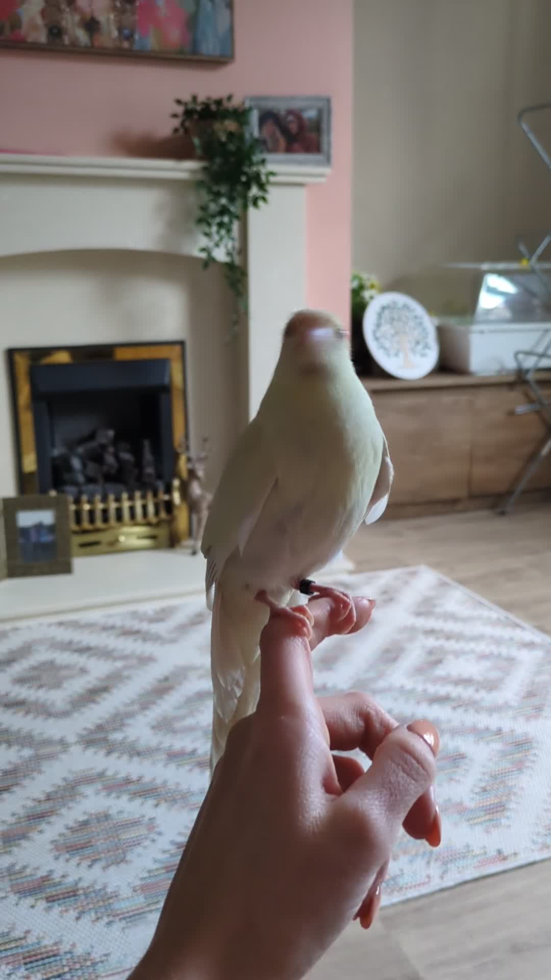 Parakeets birds for sale: Kakiriki - Video 1
