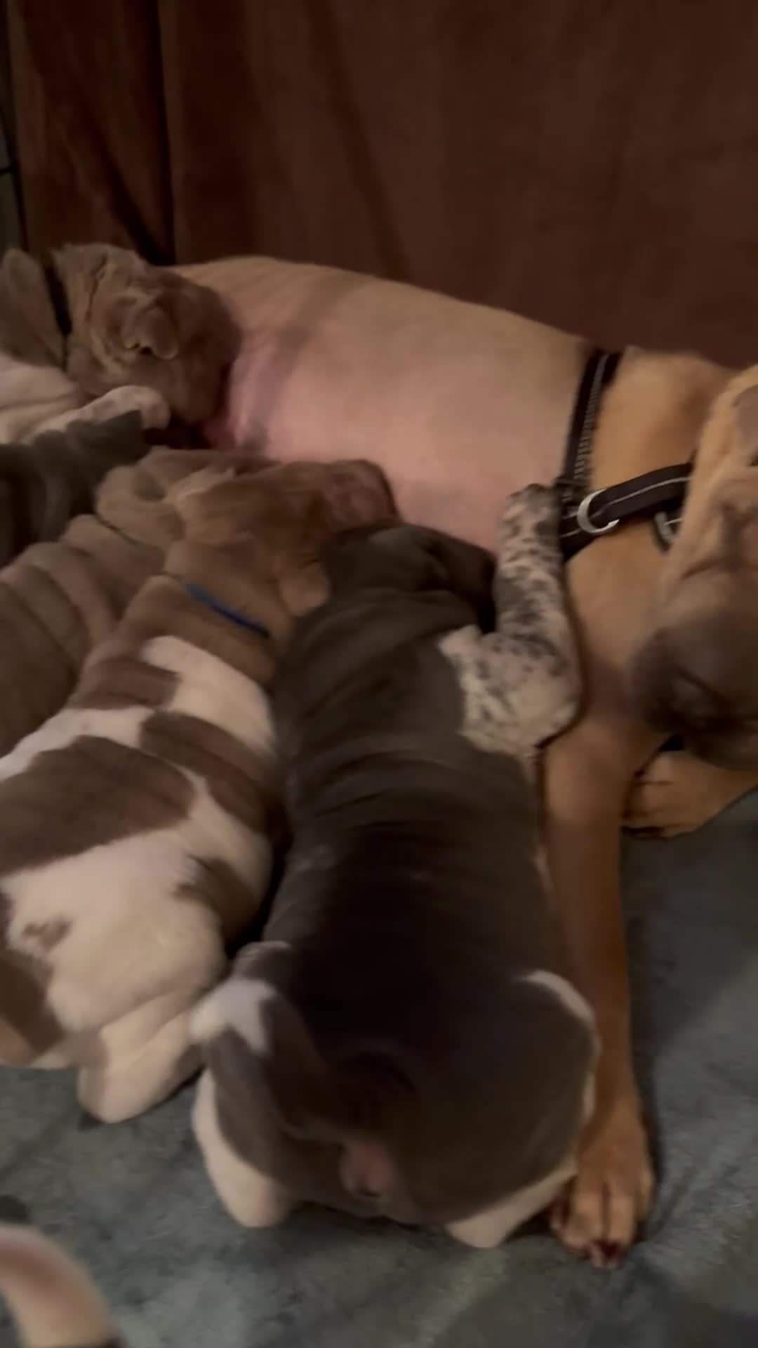 Shar Pei dogs for sale: Stunning rare Shar-Pei puppies  - Video 1