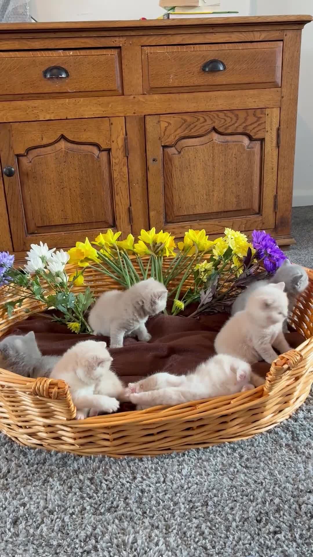 British Shorthair cats for sale: 3 Females left!  TICA Reg British Shorthairs - Video 1