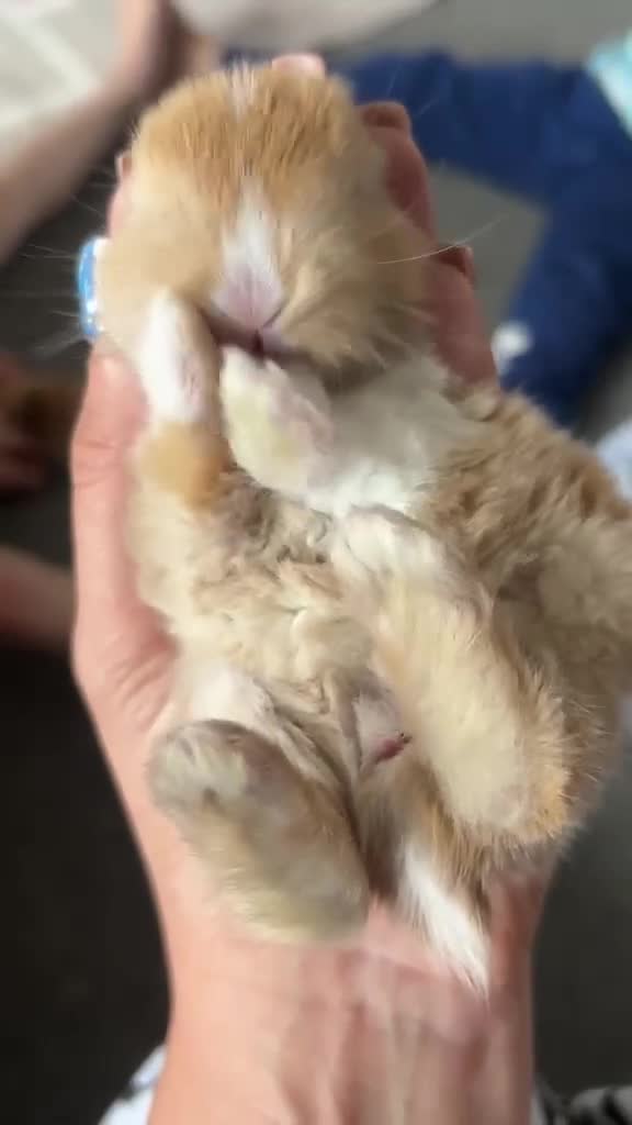 Mixed Breed rabbits for sale: Child friendly, Mixed breed rabbits  - Video 1