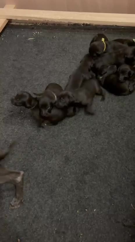 Mixed Breed dogs for sale: Bedlington Whippet puppies - Video 1