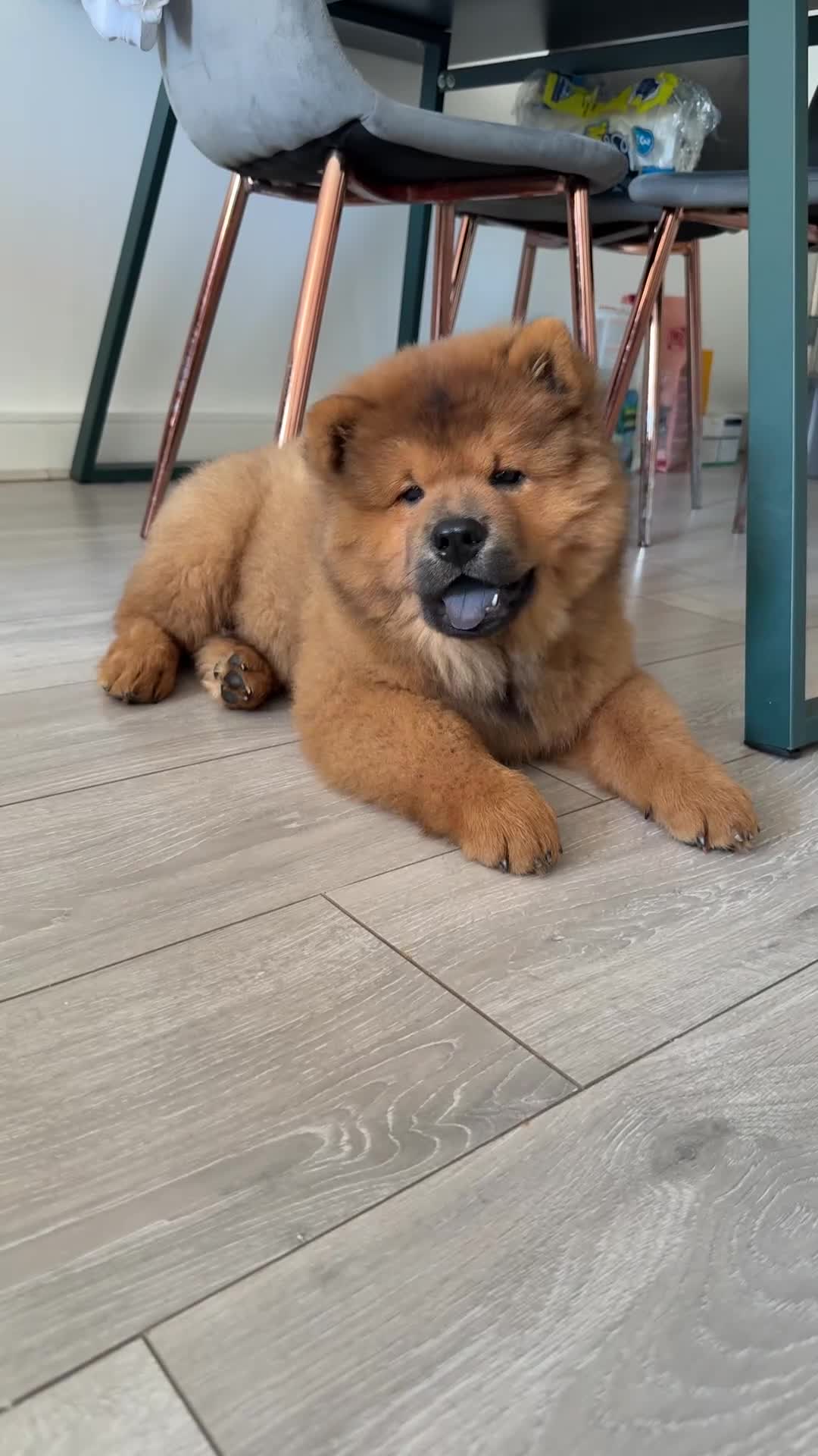 Chow Chow dogs for sale: Beautiful Red Chow Chow Puppy 🐻❤️ - Video 1