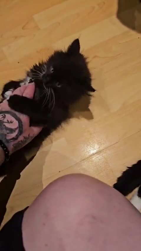 Mixed Breed cats for adoption: Rescue kitten luna needs a home of her own - Video 2
