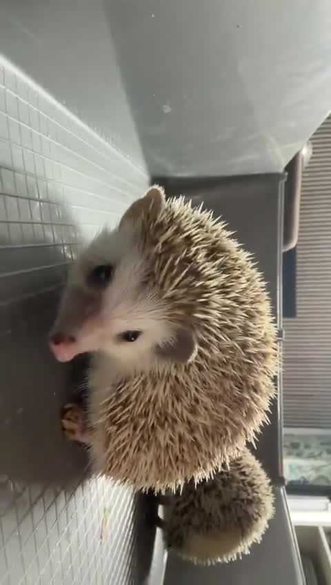 Pygmy Hedgehog rodents for sale: 3 pigmy hedgehogs  - Video 1