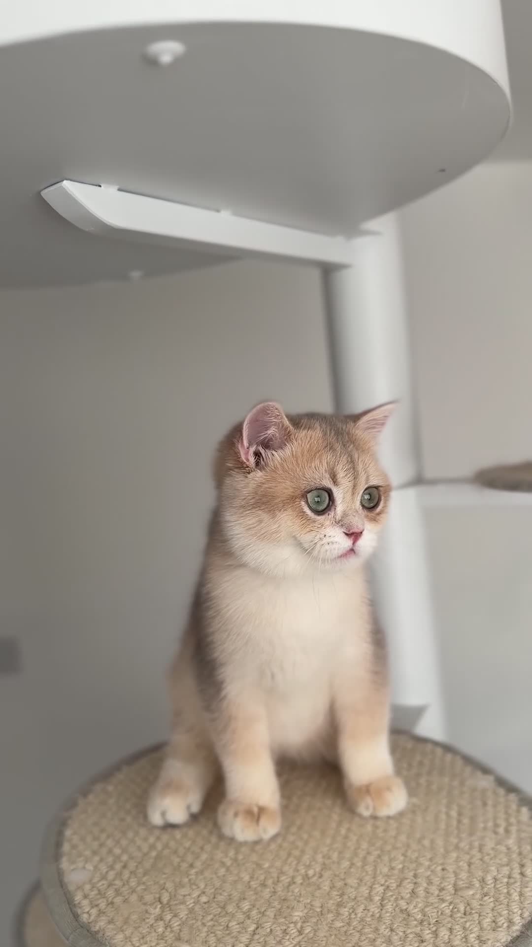 British Shorthair cats for sale: Blue Golden British Shorthair boy 💙 - Video 2