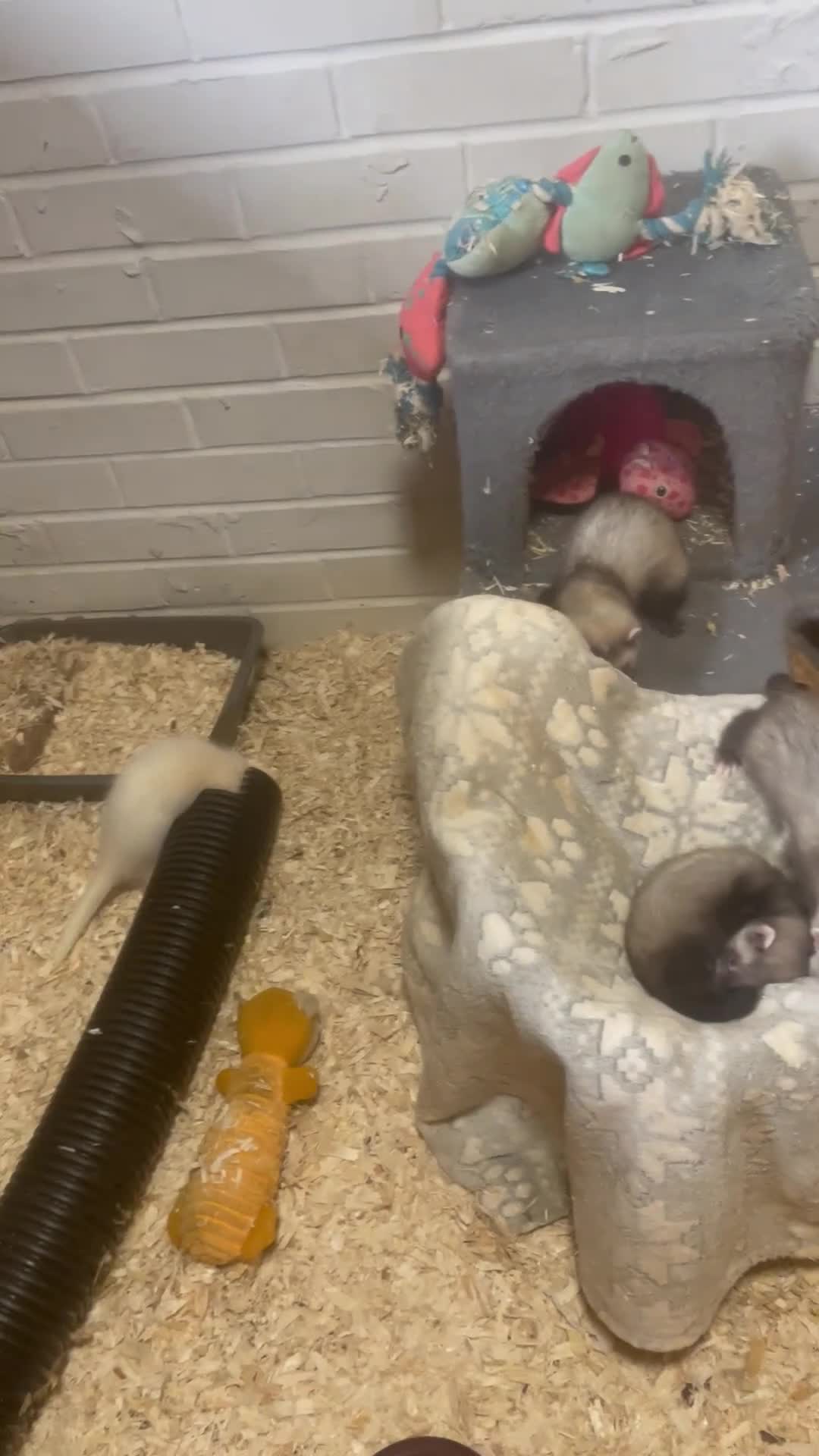 Ferret rodents for sale: Kits for sale  - Video 1