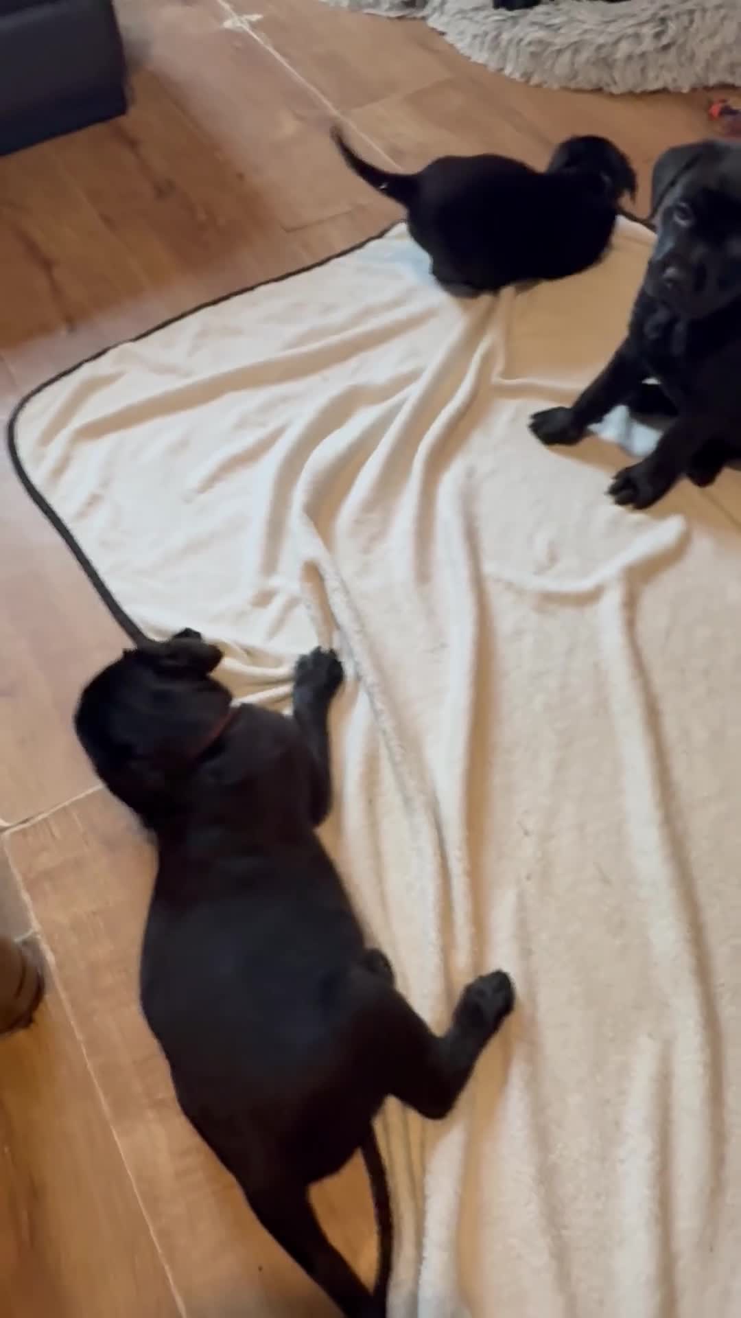 Mixed Breed dogs for sale: Labrotties - Video 2