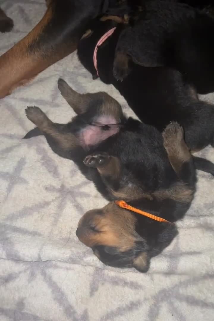 Rottweiler dogs for sale: Rottweiler puppies - Video 1