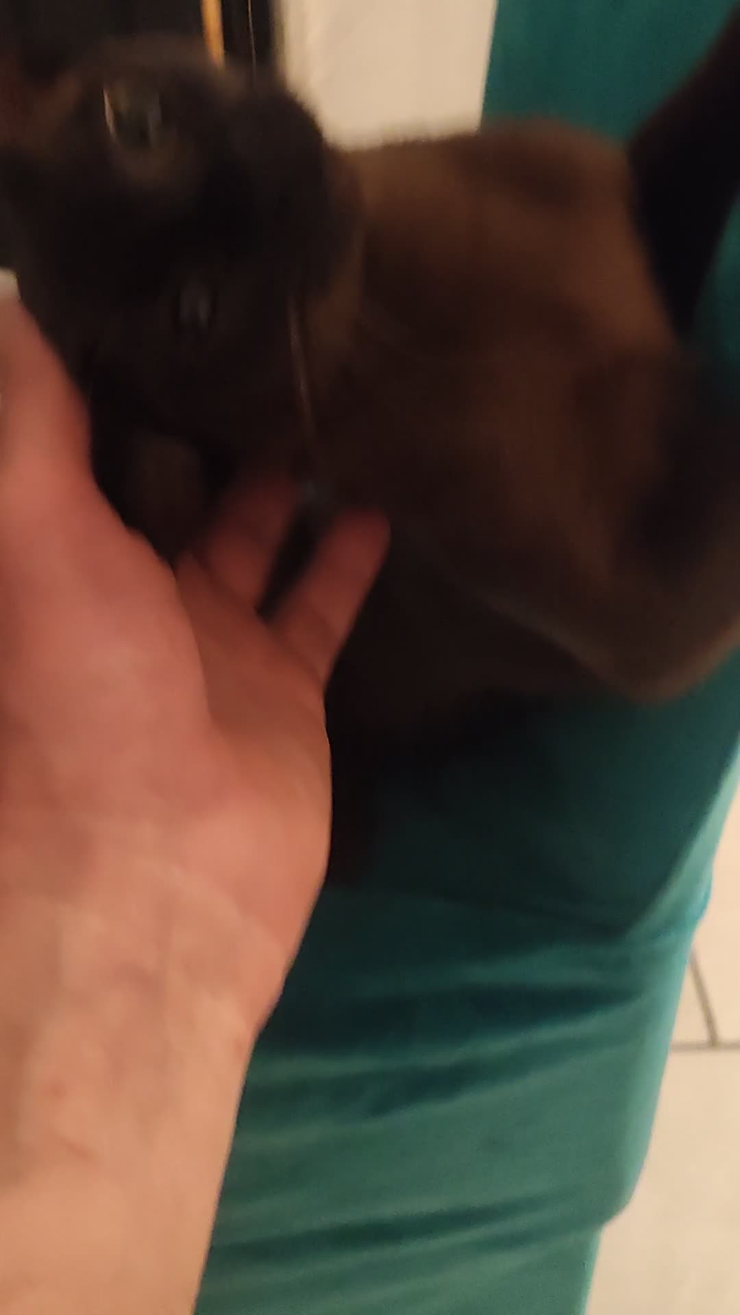 Burmese cats for sale: Beautiful Burmese girl for sale - Video 1