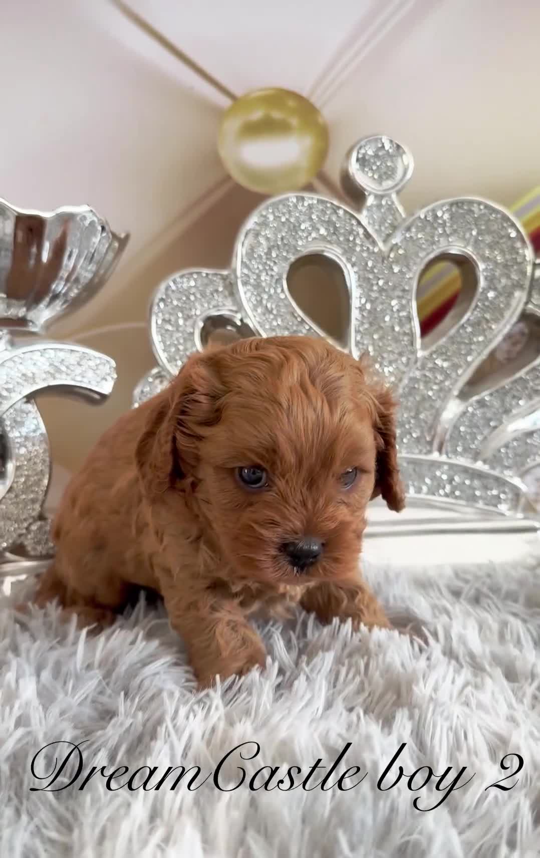 Cavapoo dogs for sale: Asian teddy poodle dad tiny Cavapoo puppies - Video 2