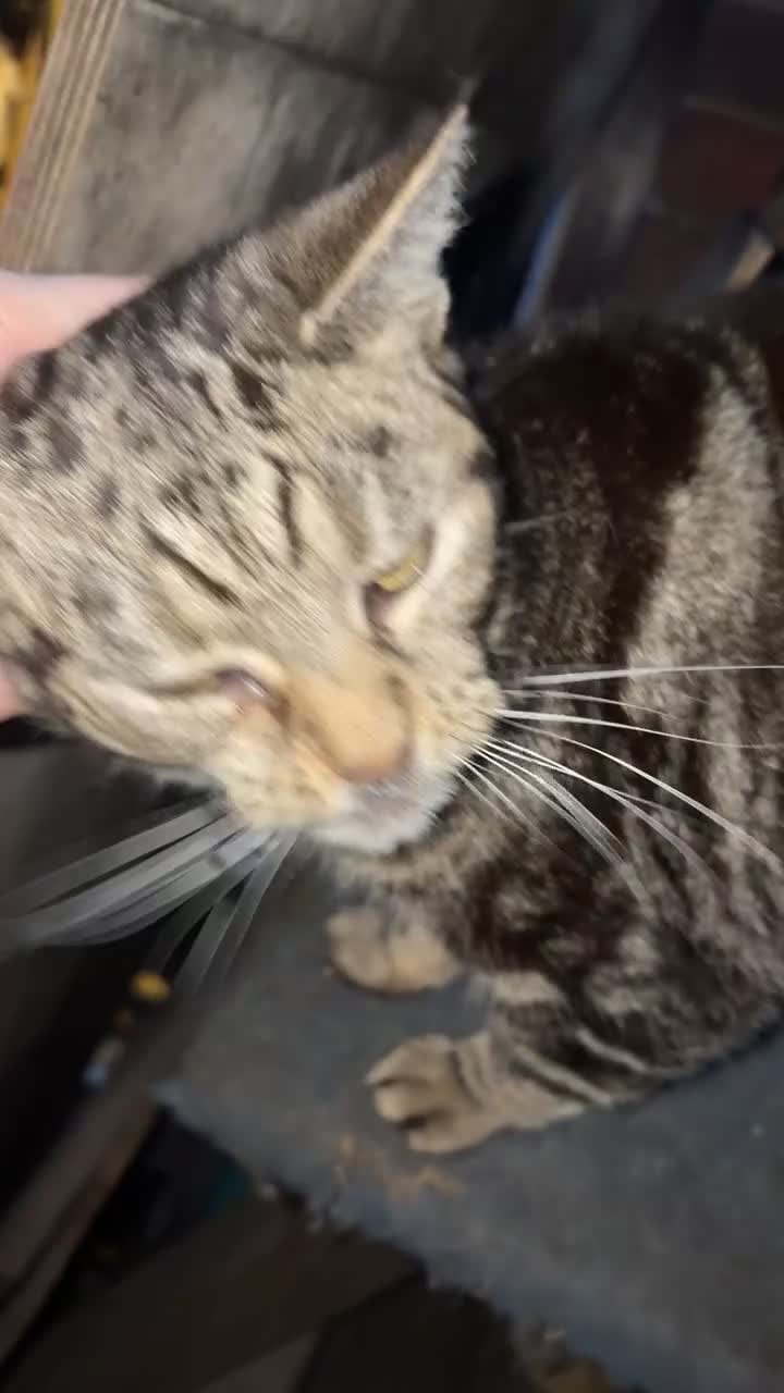 Domestic Shorthair cats for sale: Rescue cats- 60 in total, kittens/ adults🧡🙏 - Video 2