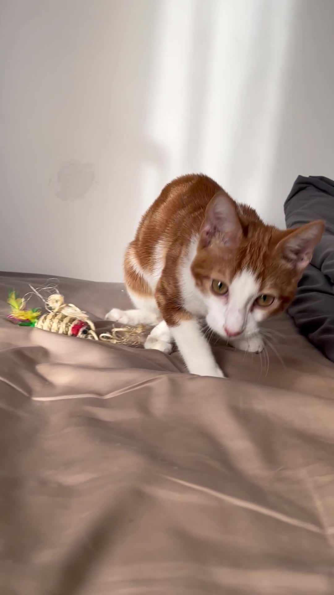 Mixed Breed cats for sale: Price: £30 - 6 multiple breeds of kitten  in Oldham - Video 1
