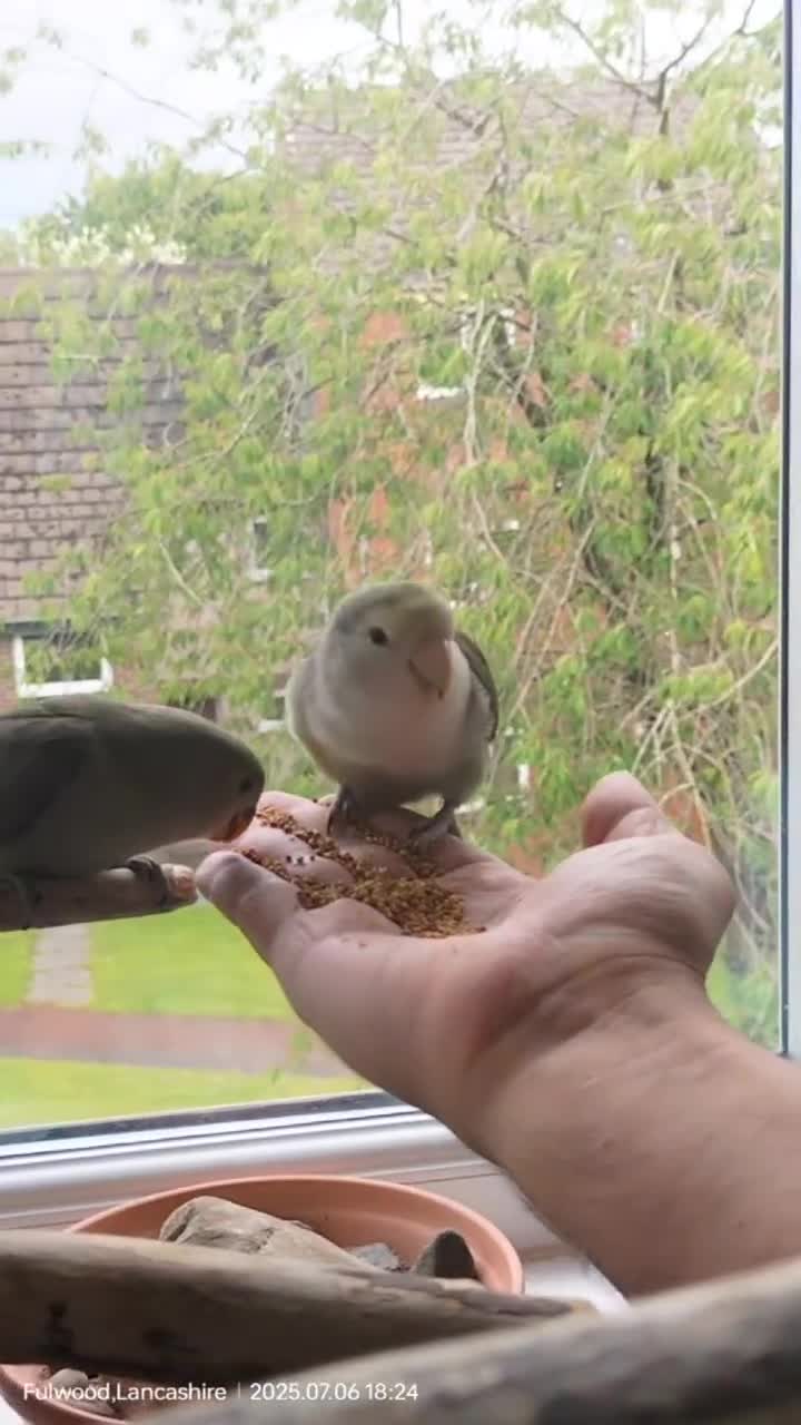 Lovebirds birds for sale: Tales of Cinder, Bobo, Soul & Enma - Video 1