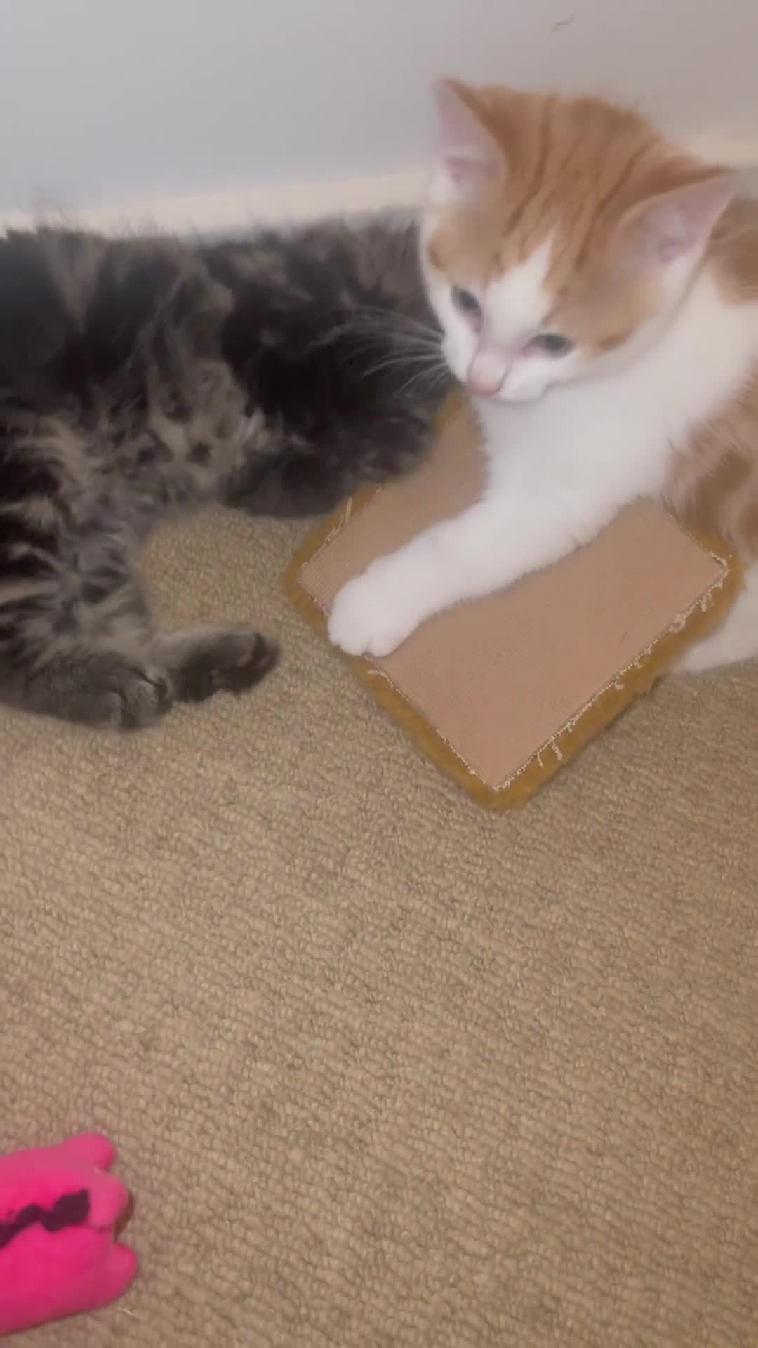 Mixed Breed cats for sale: Looking for forever home - Video 3