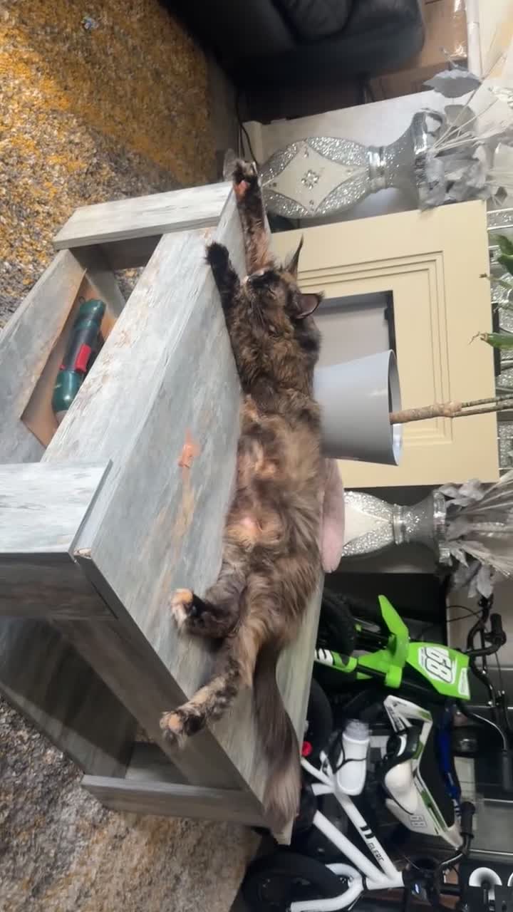 Maine Coon cats for sale: XXL Maine coon  in Leeds - Video 1