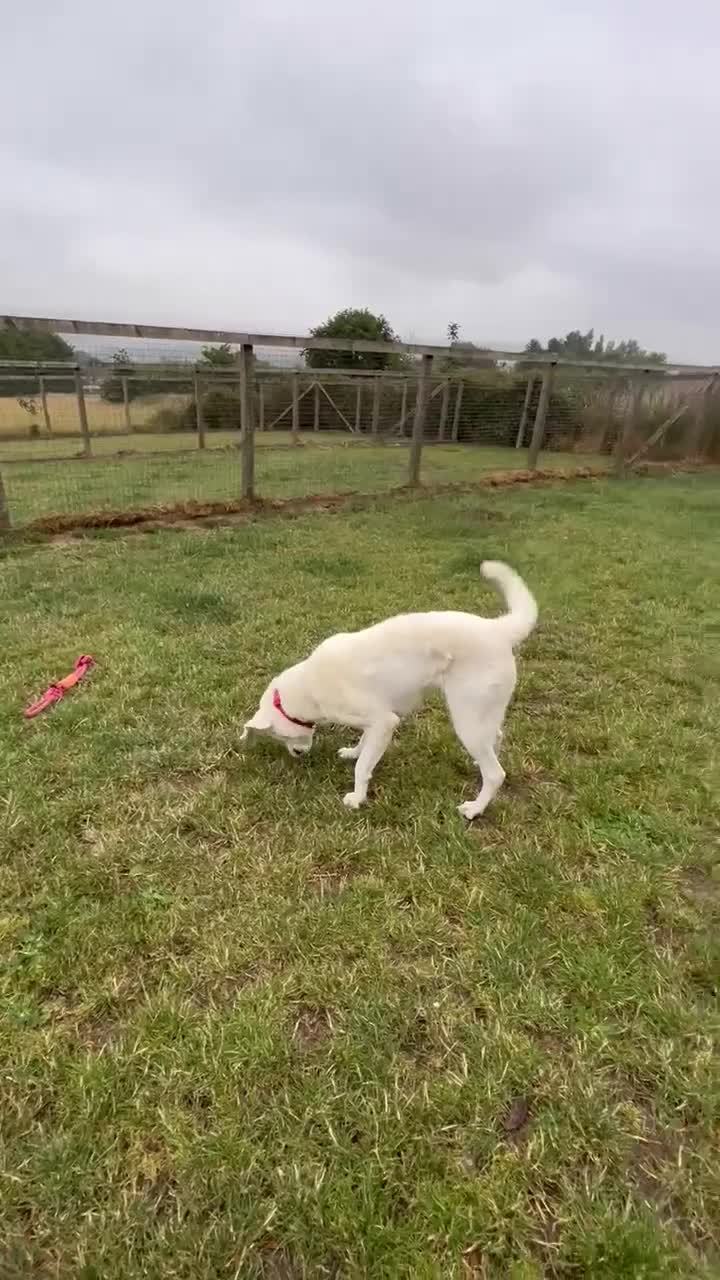 Mixed Breed dogs for adoption: DOUGIE - looking for an active guardian. - Video 1