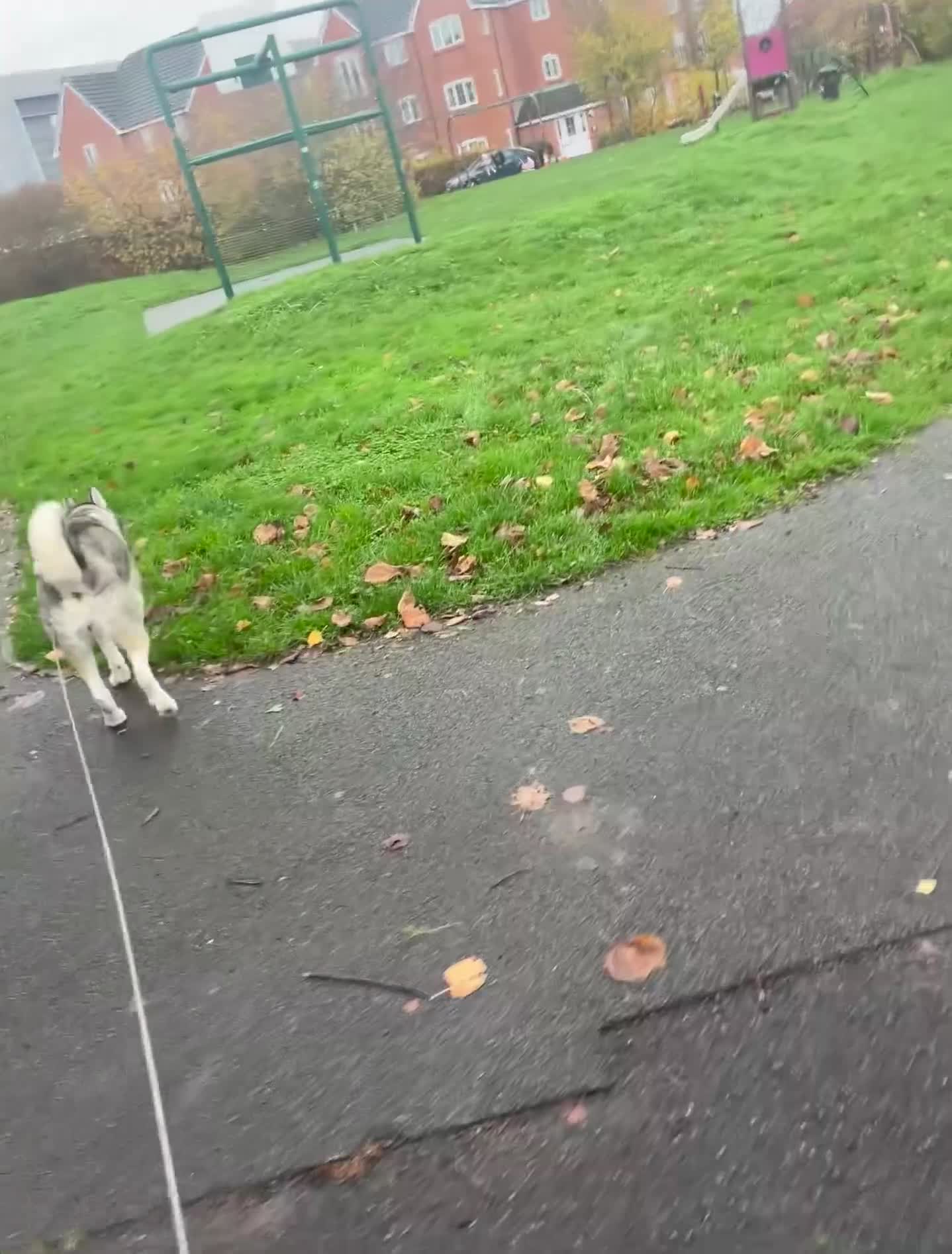 Siberian Husky dogs for sale: Siberian husky  - Video 2