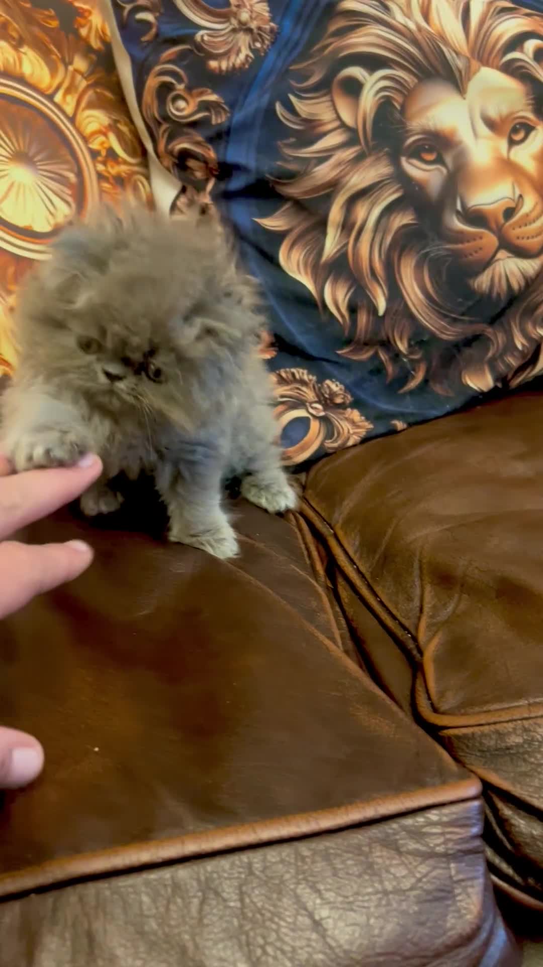 Persian cats for sale: Stunning blue Persians kittens ready to go  - Video 1