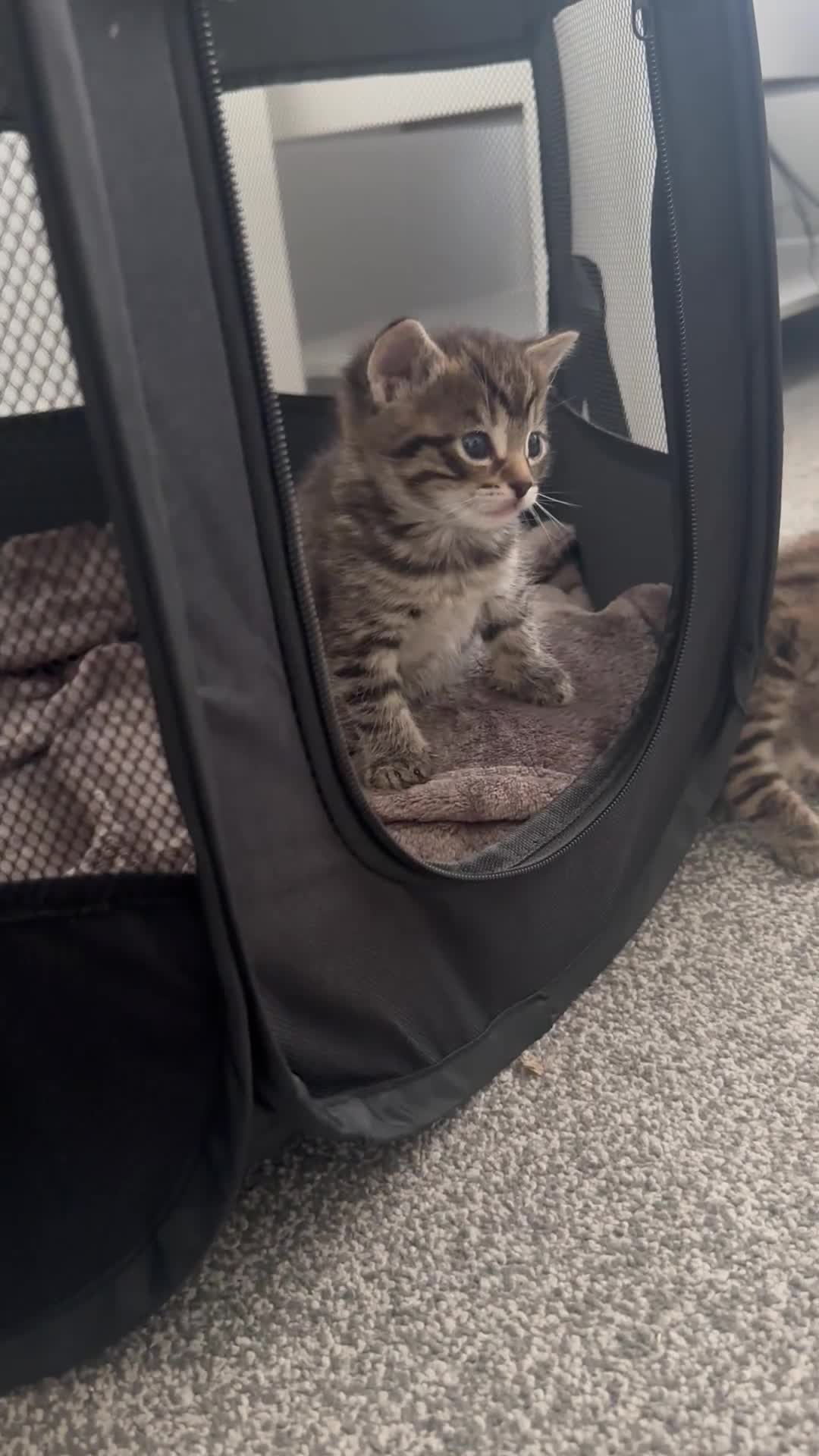 Mixed Breed cats for sale: Female kittens - Video 1