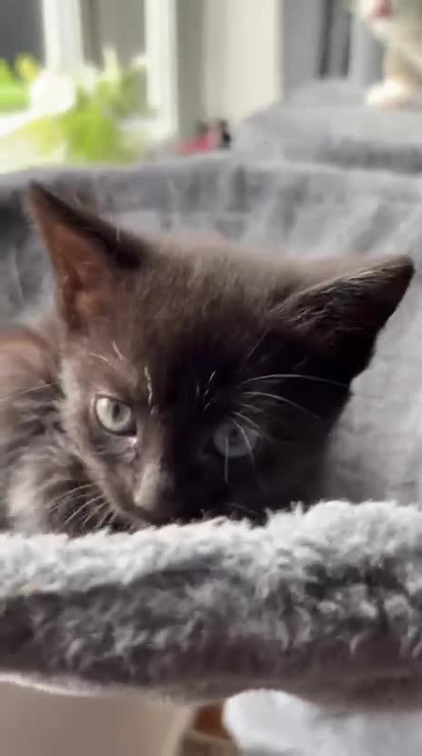 Mixed Breed cats for sale: 3 beautiful kittens ready now!  - Video 1