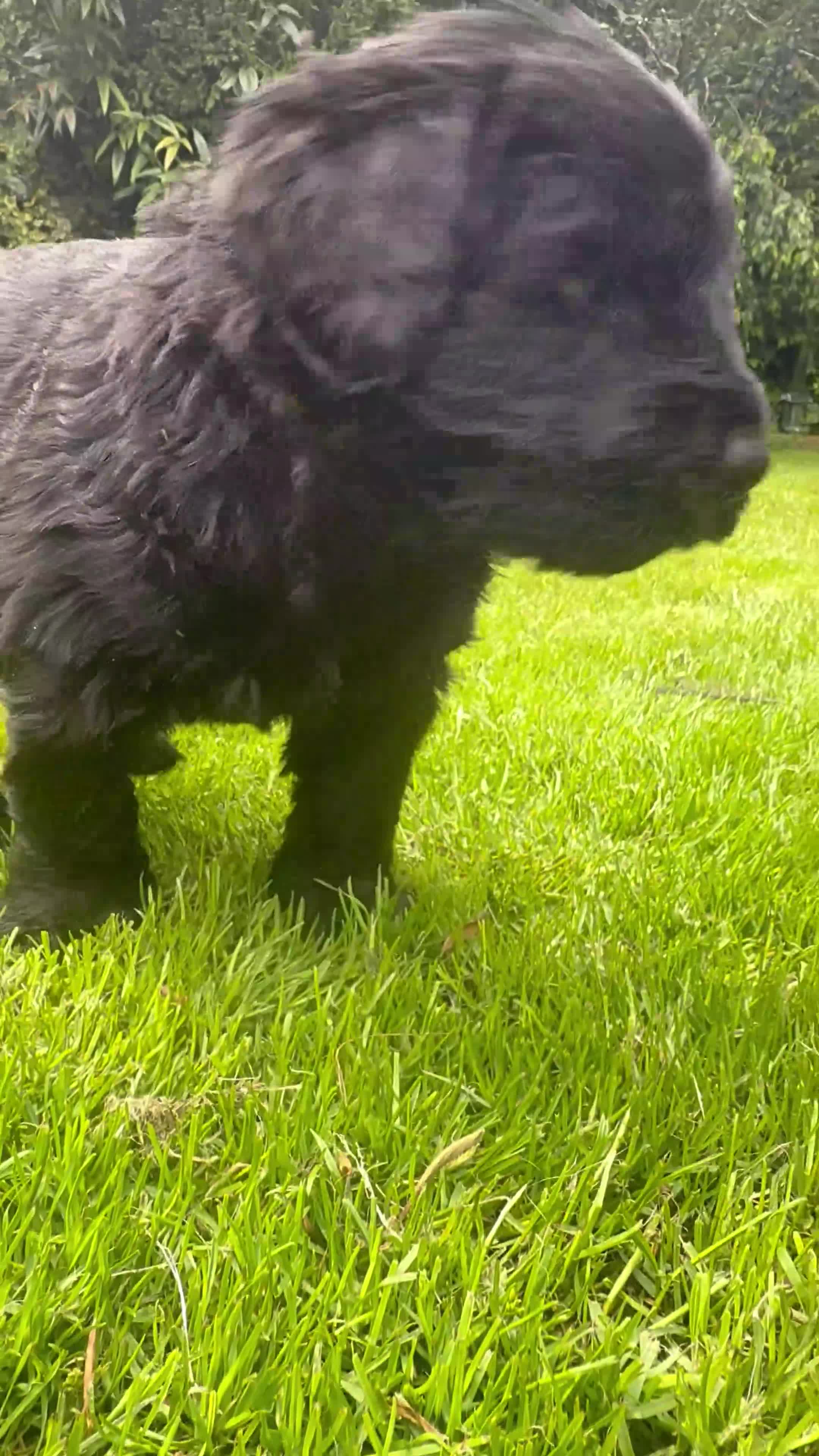 Giant Schnauzer dogs for sale: KC Registered Giant Schnauzer Puppies - Video 3