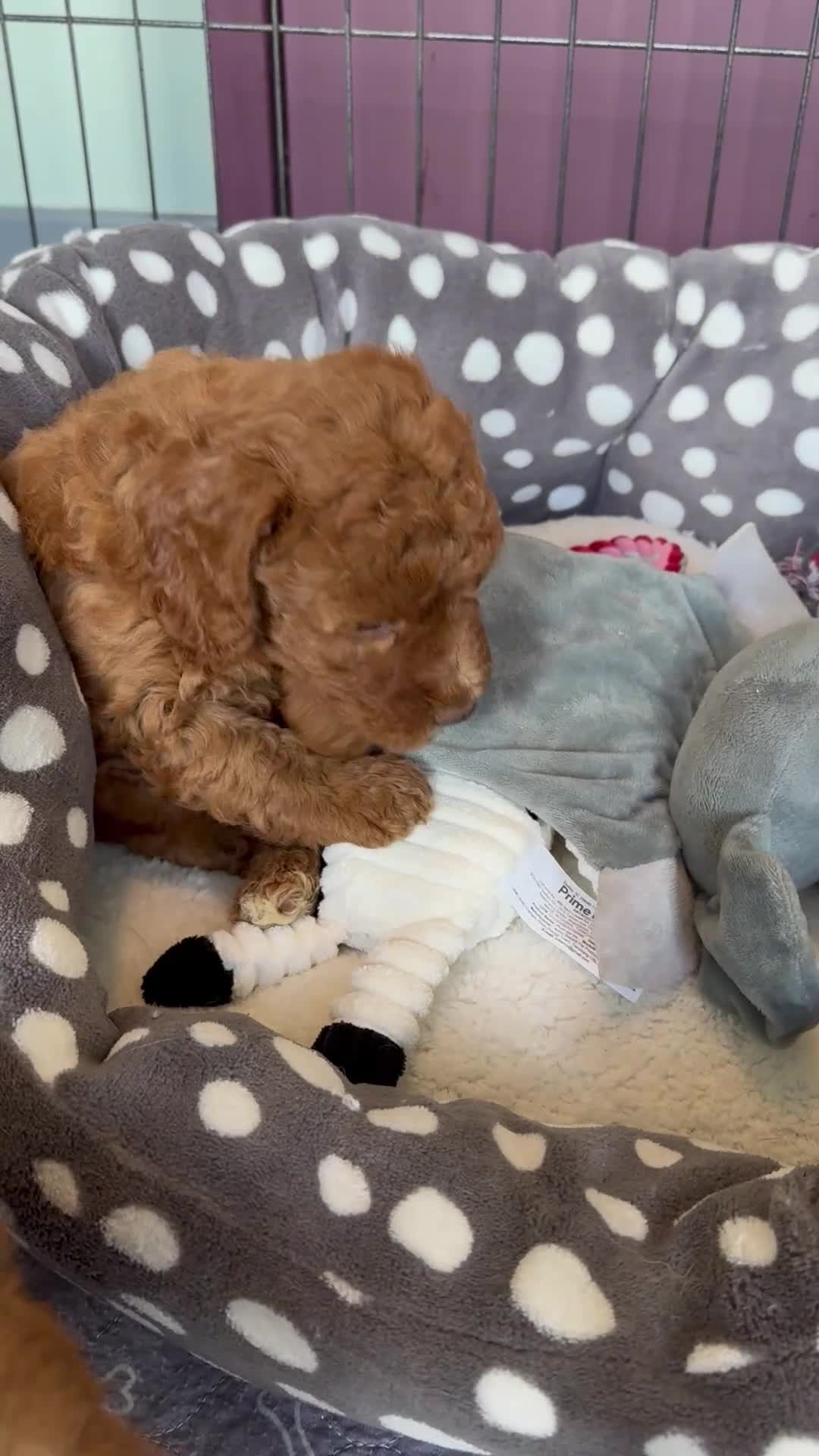 Miniature Poodle dogs for sale: Miniature Poodle puppies. Health tested parents!  - Video 2