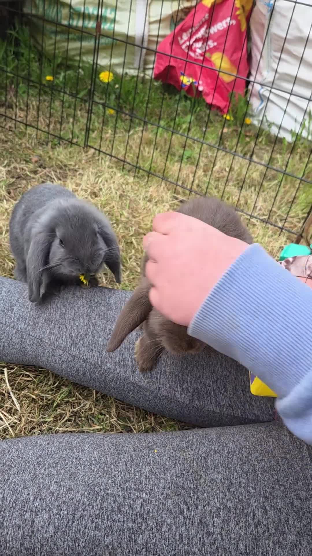 Mini Lop rabbits for sale: Nelly mini lop  - Video 1