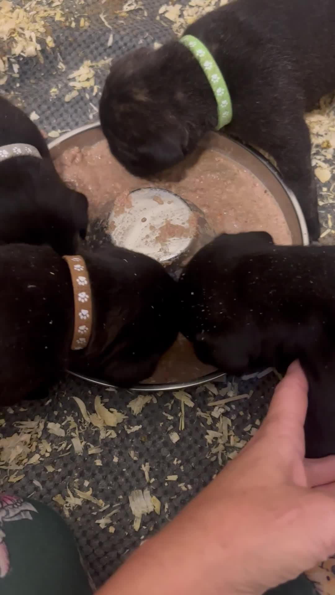 Cane Corso dogs for sale:  🐾 Exceptional bloodlines 🐾 - Video 2