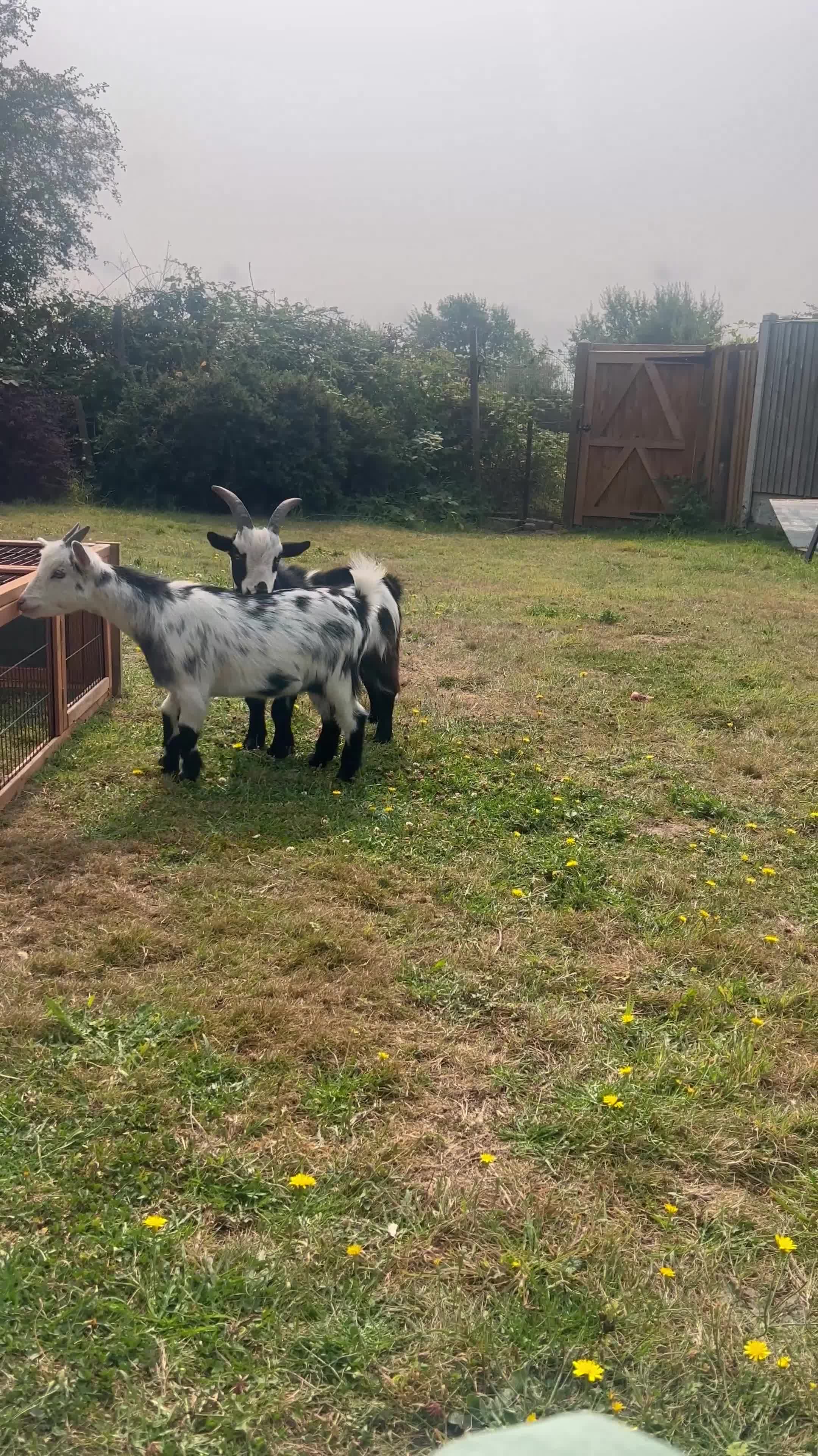 Goats livestock for sale: Male and female Pygmy goat with baby female  - Video 1