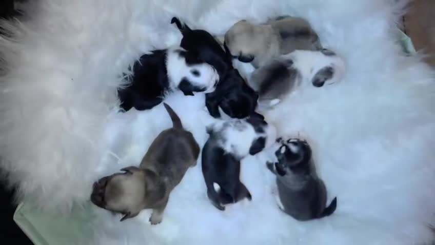 Pug dogs for sale: Royal Blue Litter - Exclusive Showline  - Video 1