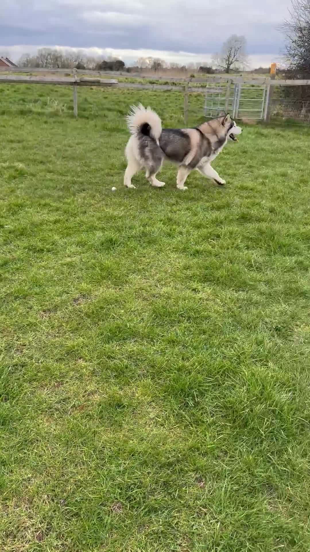 Alaskan Malamute dogs for sale: 2 year old Alaskan malamute girl  - Video 1