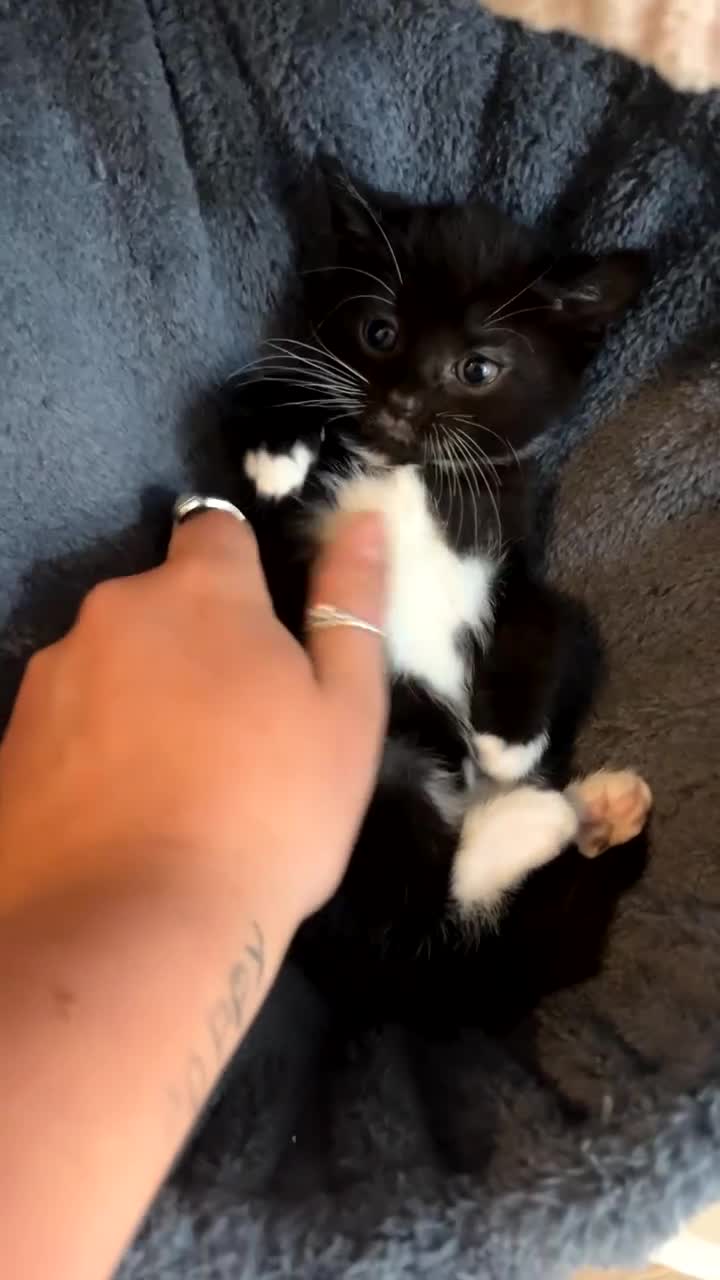 Mixed Breed cats for sale: GORGEOUS BOYS NEEDING HOMES - Video 1