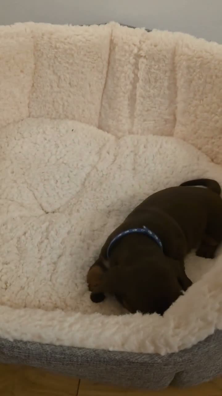 Miniature Dachshund dogs for sale: PEDIGREE KC MINIATURE DACHSHUND PUPPIES  🐶 ❤️ - Video 5