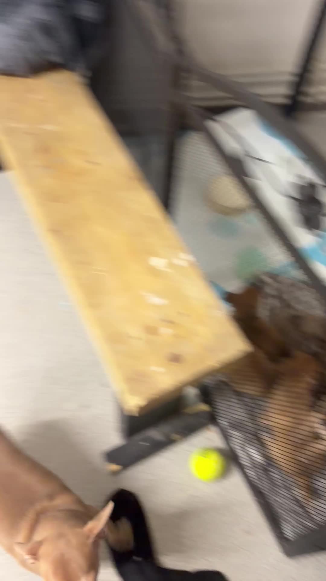 Chihuahua dogs for sale: Beautiful litter of chihuahua puppies - Video 5