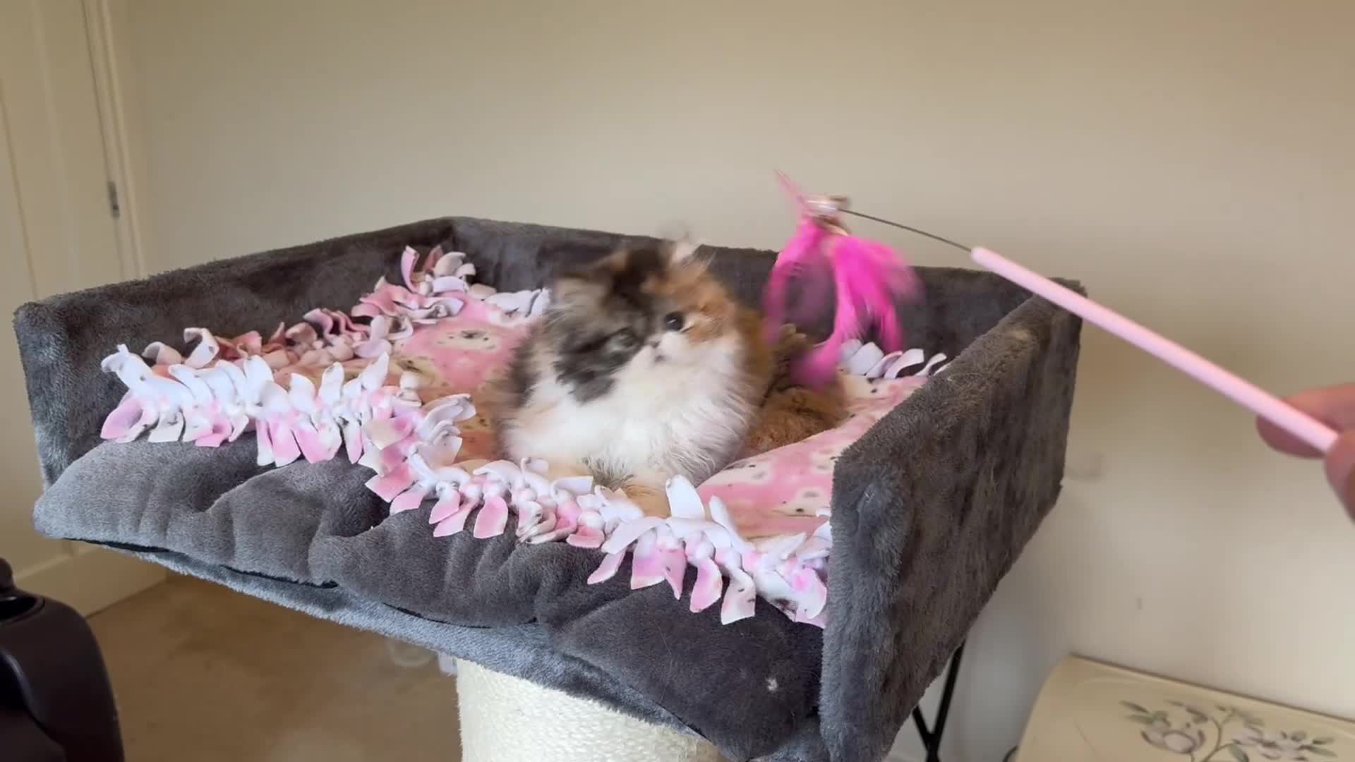 Persian cats for sale: Exceptional GCCF Persian baby    - Video 1