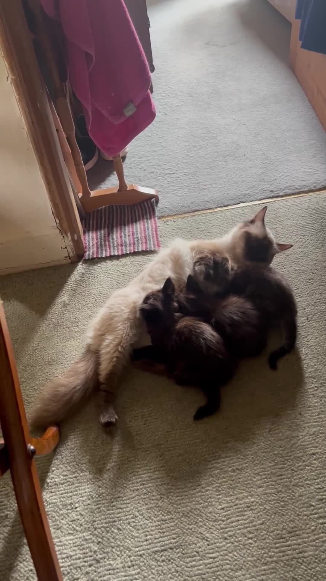 Ragdoll cats for sale: Ragdoll Cross Female Kittens - Video 1