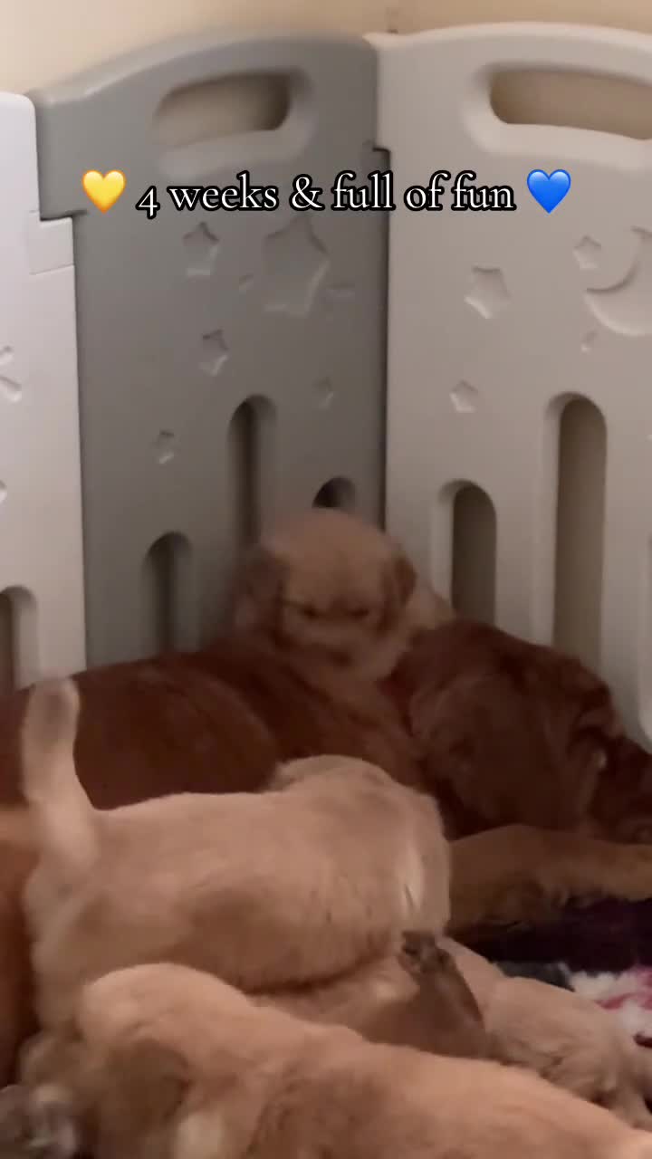 Mixed Breed dogs for sale: 🌟 Golden Retriever x Shar Pei Puppies 🌟 - Video 1