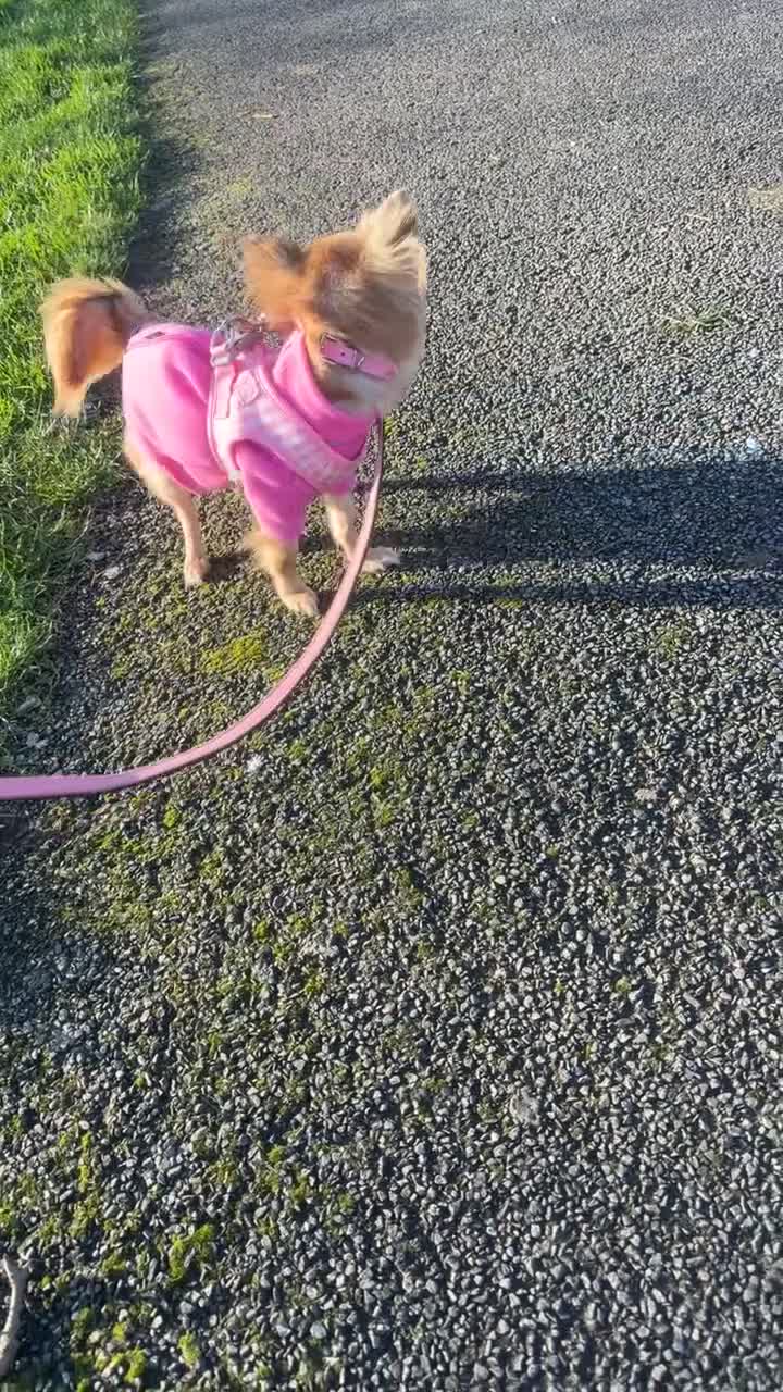 Chihuahua dogs for sale: Long haired chihuahua  in London - Video 1