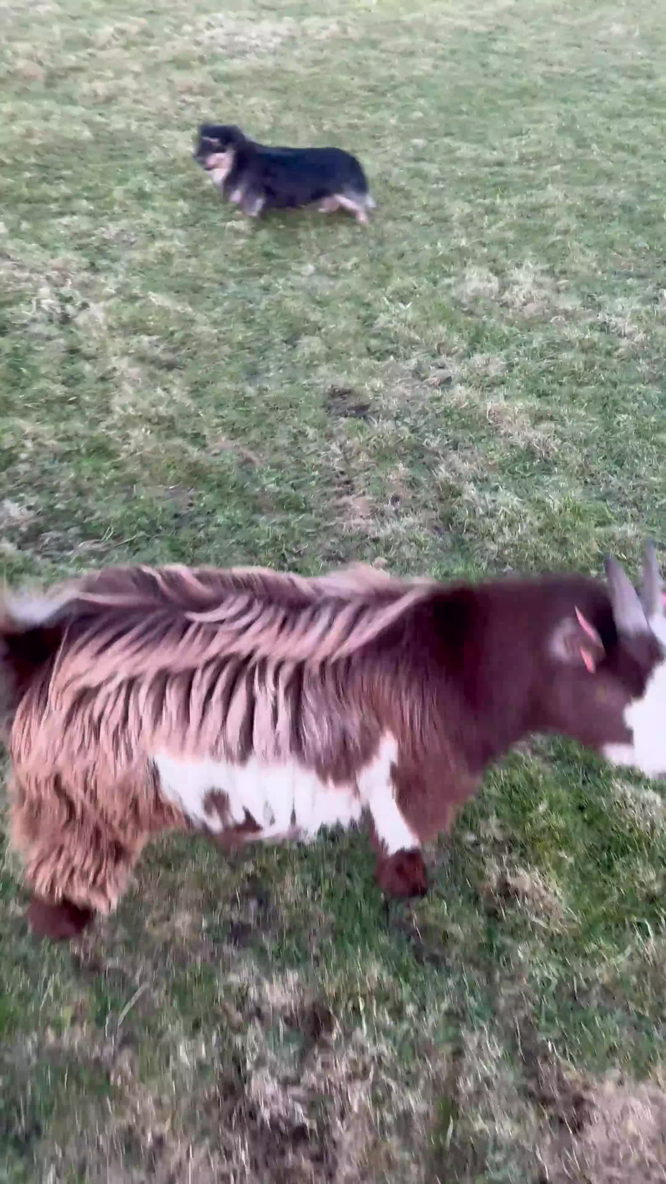 Goats livestock for sale: Pygmy Goat. Girl.  - Video 1