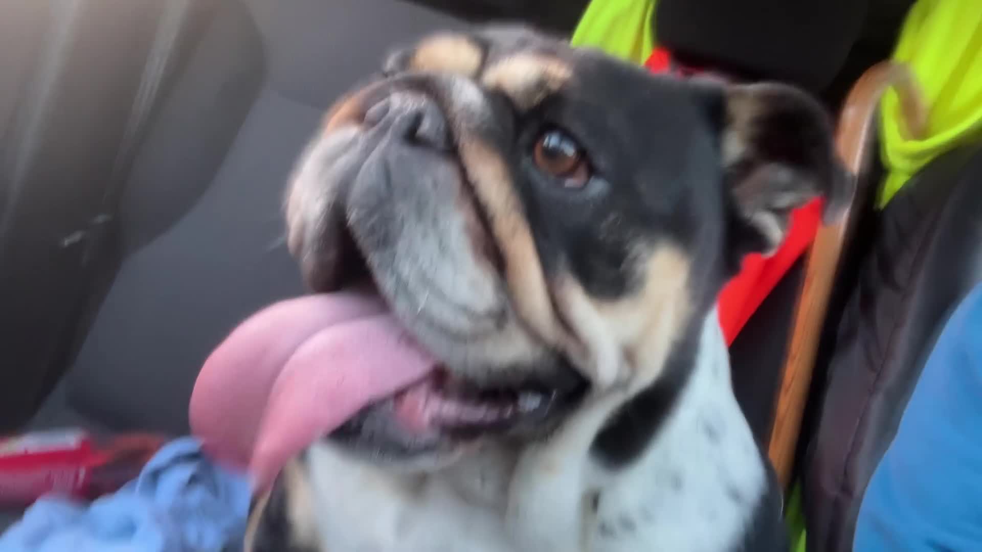 English Bulldog dogs for sale: Top lines of english bulldog - Video 1