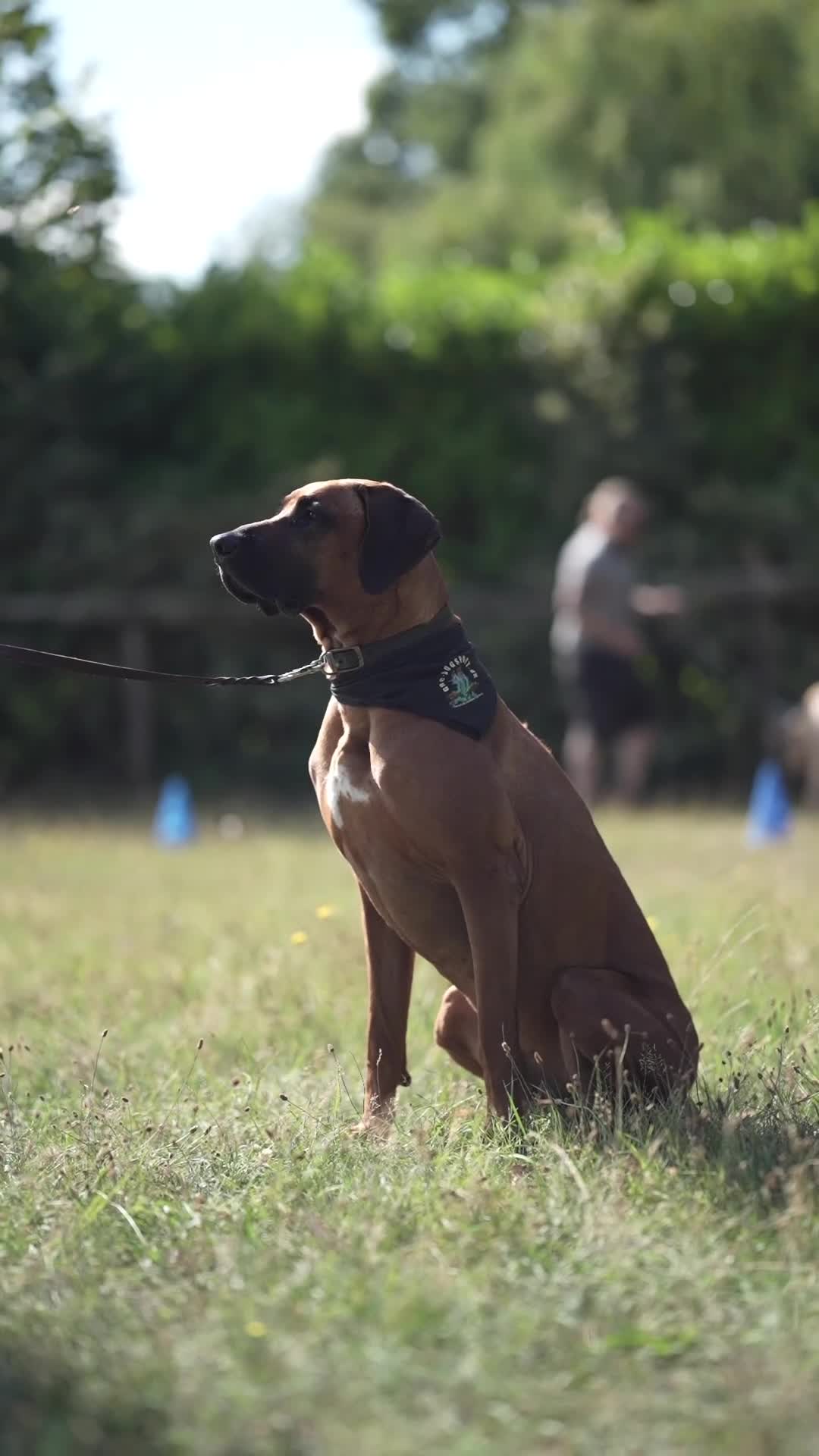Rhodesian Ridgeback dogs for stud: Athletic RR for stud  - Video 1