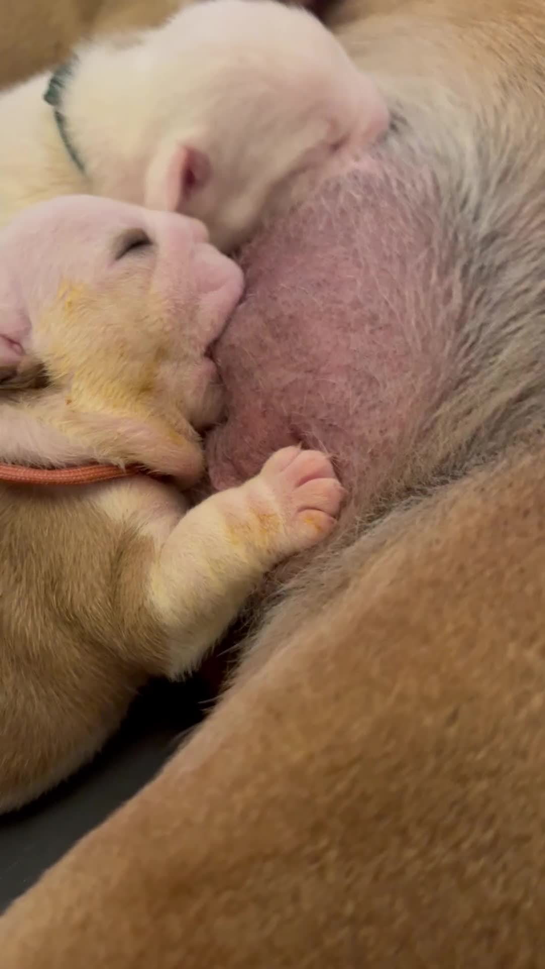 English Bulldog dogs for sale: 🏆Championed Sired English Bulldog Puppies🏆 - Video 1