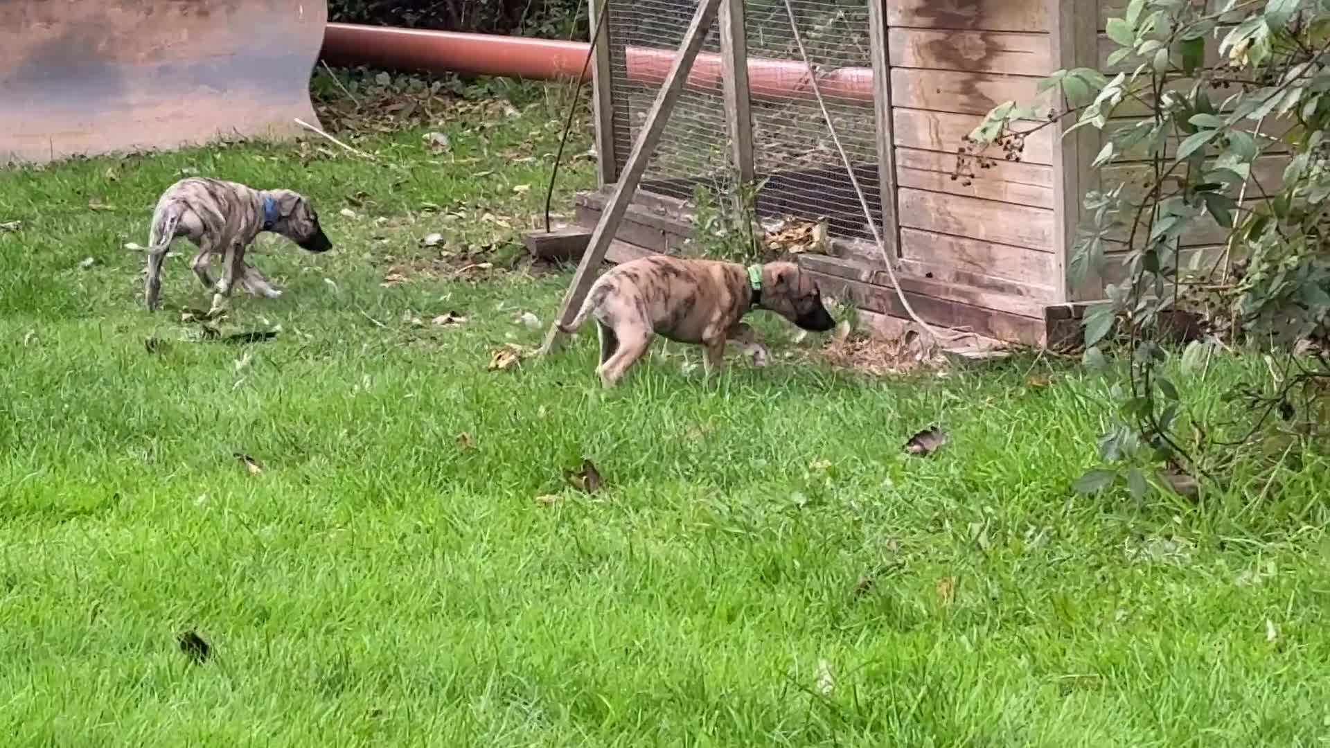 Whippet dogs for sale: 2 Super Smart Whippet boys available - Video 1