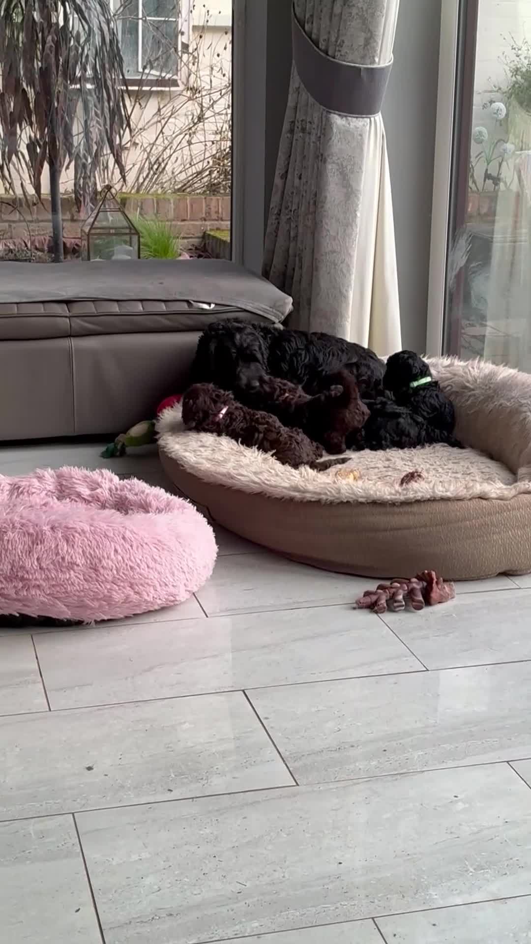 Cockapoo dogs for sale: Miniature cockapoos - Video 1