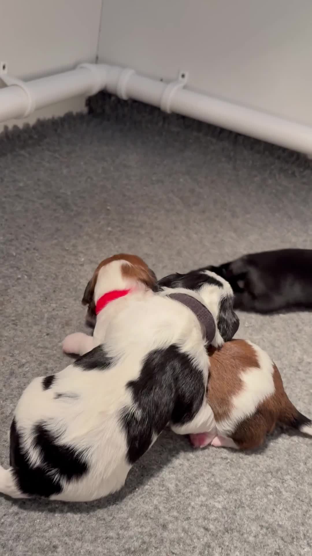 Cavapoo dogs for sale: HOME RAISED STUNNING TRI-COLOUR CAVAPOOS  - Video 1
